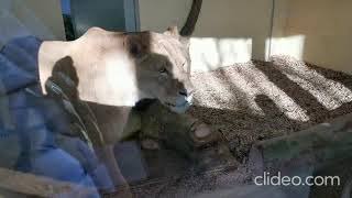 Rescued lions move into new home at the Isle of Wight Zoo - Island Echo