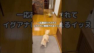 イグアナに横目で確認されるも、そのままスルーを決め込まれるわんこ #イグアナ #グリーンイグアナ #ポメ #shorts