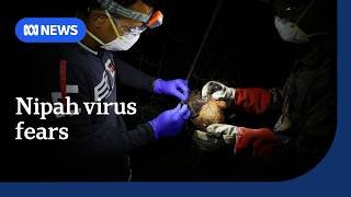 Airport security increased to prevent Nipah virus spread | The World | ABC NEWS