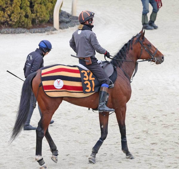 【きさらぎ賞・先取り予想】〝関西馬優位〟の判断は早計か？　ゴーイントゥスカイがリベンジマッチへ虎視眈々（東スポ競馬） - Yahoo!ニュース