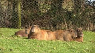 Welcome to Dartmoor Zoo