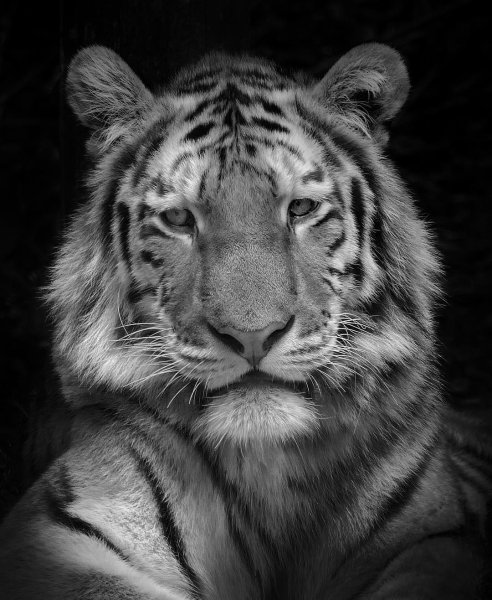 Dragon, Dartmoor Zoo's new arrival #dartmoorzoo #WeBought...