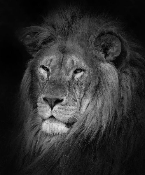 The Lion King #dartmoorzoo #bnw_planet #bnwmood #bnw_capt...