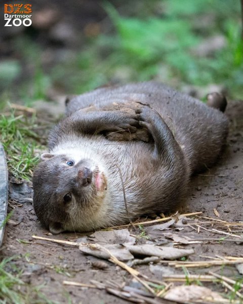 Just an otter and his pebble 🦦

📷 Marketing Kira

#Dartmo...