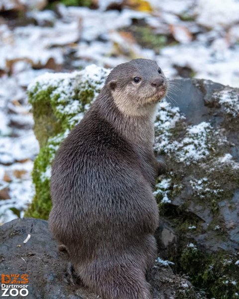 Who's having an otterly good Sunday? 🦦

📷 Marketing Kira
...