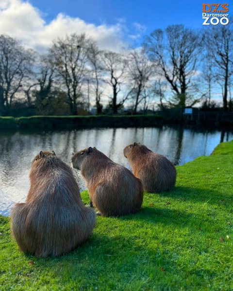 Mornings with our capybaras 😍

📷 Keeper Hannah

#Dartmoor...