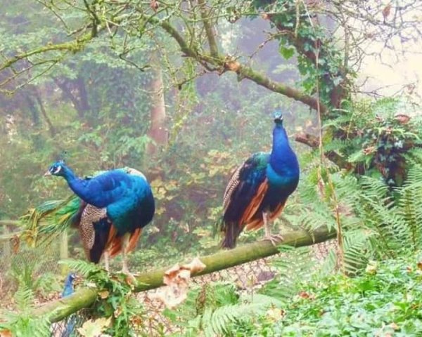 Ive always loved this photo, atmospheric and peacock colo...