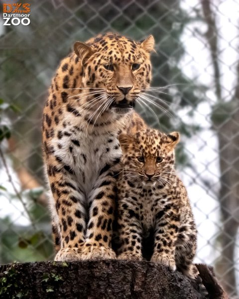Mother & daughter 🥹

📷 Marketing Kira

#DartmoorZoo #DZS ...