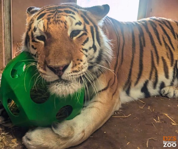 Oh Dragan 🥹

📷 Keeper Ella

#DartmoorZoo #DZS #Devon #Tiger