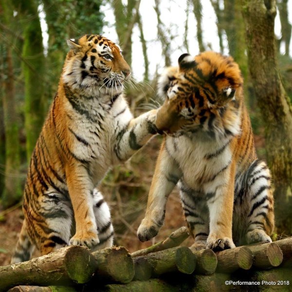 Playful tigers #amurtiger #playful #endangered #dartmoorz...