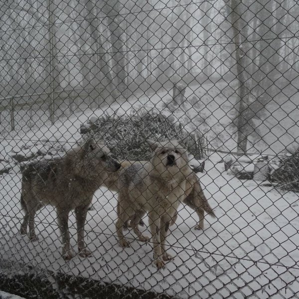 Our pack of grey wolves look very happy in the snow #atho...