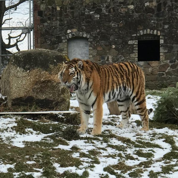 Dragan wasn’t so keen on eating the snow balls today #sno...