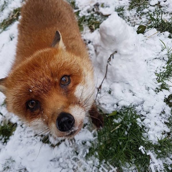Bramble our #redfox at #dartmoorzoo #whatyoulookingat