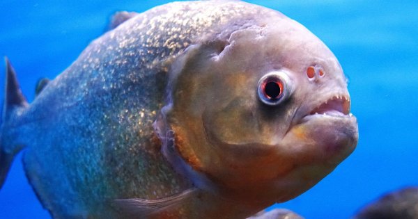 Piranhas savage more than 40 people and force closure of popular beach