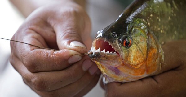 Horror as piranhas turn river red with the blood of 10 swimmers in savage attack