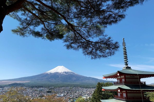 Mount Fuji cherry blossom festival cancelled over fears of visitors behaving badly