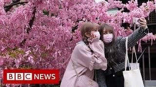 Japanese cherry blossom festival hit by Covid restrictions - BBC News