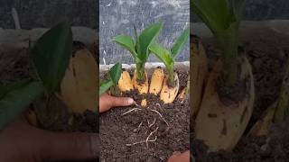 Как вырастить банан🍌