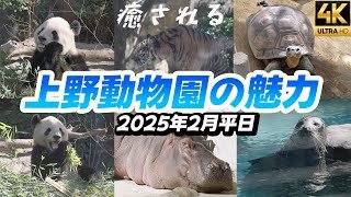 東京観光【上野動物園ガイドUeno Zoo】パンダ シャオシャオ レイレイ 2025年2月平日の状況 子供も外国人も大喜び スマトラトラ 4K