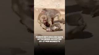 Punch gets bullied days after being accepted by other monkeys