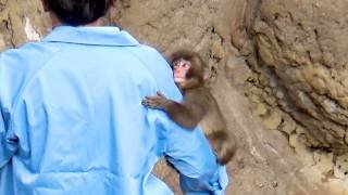 Monkey Punch gently gazes at his beloved zookeeper ❤️