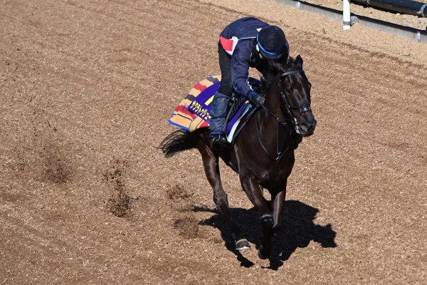 フェブラリーS予想　大波乱の予感！　9歳にして初ダート　サクラトゥジュール◎の根拠　舘林勲記者