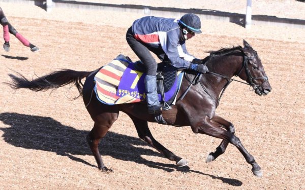 【フェブラリーＳ】サクラトゥジュール　ダート初挑戦で新境地切り開く　キング短期免許最終週で連覇へ「楽しみ」/うま屋/デイリースポーツ online