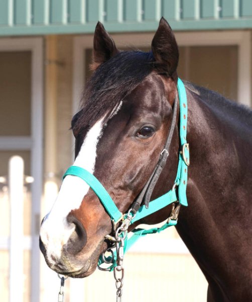 【フェブラリーＳ】堅実派ブライアンセンス状態の良さ生かし一発狙う　陣営「適度に気合が乗って元気いっぱい」（スポーツ報知）｜ｄメニューニュース