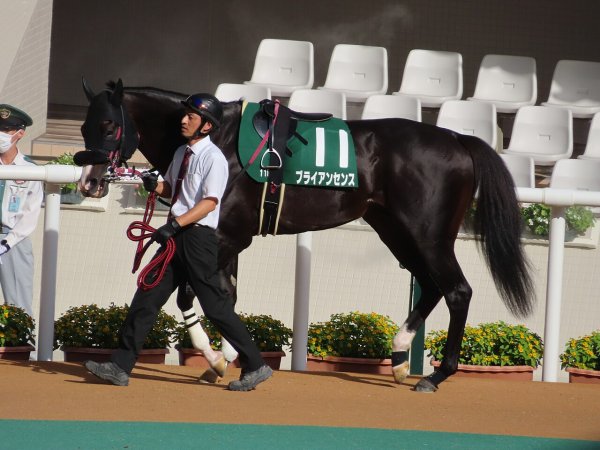 ブライアンセンス