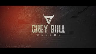 Grey Bull Rescue Overview  Don't Be A Spectator