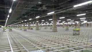 イオン「Green Beans」誉田CFC Ocado ロボット（イオンネクスト提供）