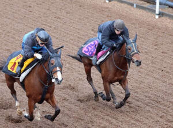 【報知杯ＦＲ】ショウナンカリス、阪神ＪＦ７着からの巻き返しへ水分を含んだ馬場を力強く駆け上がった|au Webポータル