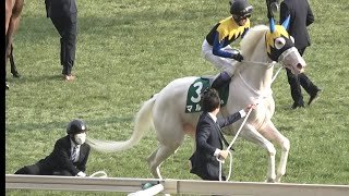 【現地】マルガが厩務員さんを吹き飛ばしてしまう【クイーンカップ返し馬  武豊 東京競馬場】