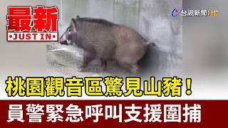 桃園觀音區驚見山豬！ 員警緊急呼叫支援圍捕【最新快訊】