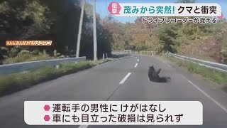 道路脇の茂みからクマが出没し車と衝突　ドライブレコーダーが捉える　宮城・川崎町
