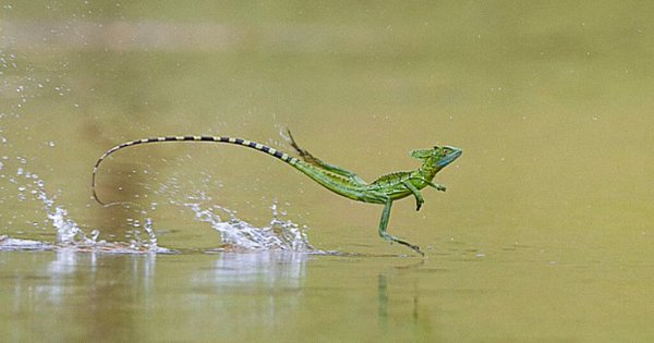В «Москвариуме» появились василиски и илистые прыгуны