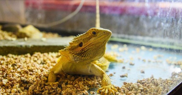 Где жители Подмосковья могут встретиться с василиском и прыгунами