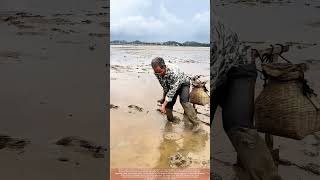 U-Fork Eel Capture : Rotational Technique in Coastal Silt