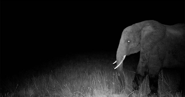 Werner Herzog Captures a Man's Tireless Search for Ghost Elephants