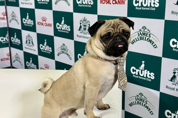 In pictures: ’Influencer’ pug from Northampton rubs shoulders with Amanda Holden and Pete Wicks at Crufts 2026