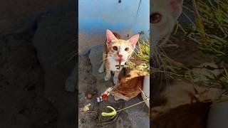 cat meow #meow #cute #kitten #cat #catsound #catmeow #funny #varshakvd