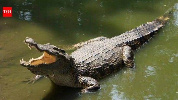 How did crocodiles reach the remote Seychelles? Scientists finally solve a 250-year mystery | - The Times of India