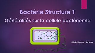 Bactérie Structure 1 BACTERIE