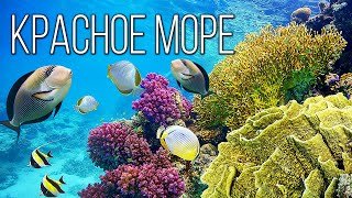Красное Море: Самое Странное Море Планеты | Интересные факты про Красное море