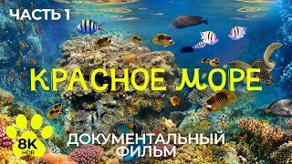 Красное море в 8K HDR | Погружение в подводный мир кораллов и морских обитателей - Часть 1