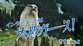さすガねっと「マーモットの叫び」篇