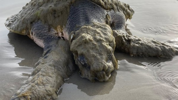 Researchers rush to save endangered sea turtle found on Texas beach