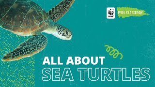 All About Sea Turtles
