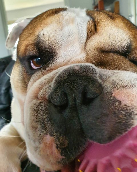 Weekend, playtime!!!#winston#englishbulldog#engelsebulldo...