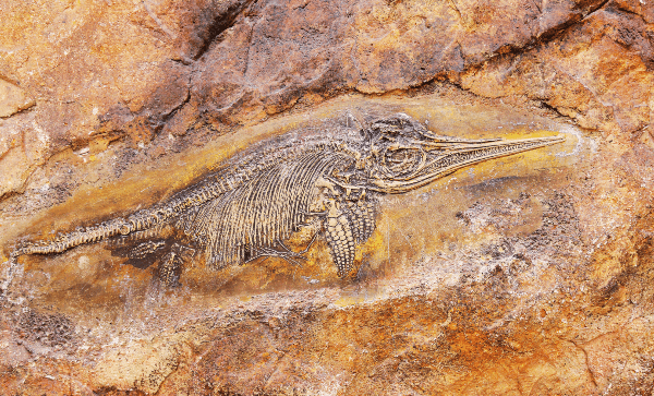 11-Year-Old Girl Discovers World's Largest Known Marine Reptile in England's Coast